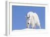 Washington, Alpine Lakes Wilderness, Mountain Goat, Billy Goat, Male-Jamie And Judy Wild-Framed Photographic Print