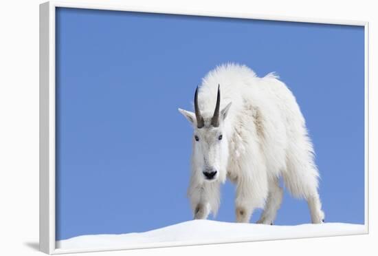 Washington, Alpine Lakes Wilderness, Mountain Goat, Billy Goat, Male-Jamie And Judy Wild-Framed Photographic Print