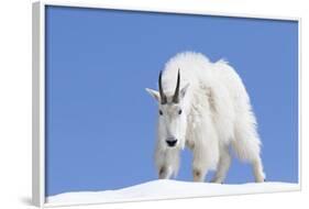 Washington, Alpine Lakes Wilderness, Mountain Goat, Billy Goat, Male-Jamie And Judy Wild-Framed Photographic Print