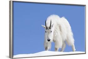 Washington, Alpine Lakes Wilderness, Mountain Goat, Billy Goat, Male-Jamie And Judy Wild-Framed Photographic Print