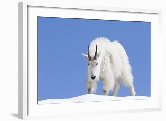 Washington, Alpine Lakes Wilderness, Mountain Goat, Billy Goat, Male-Jamie And Judy Wild-Framed Photographic Print