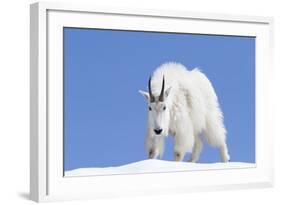 Washington, Alpine Lakes Wilderness, Mountain Goat, Billy Goat, Male-Jamie And Judy Wild-Framed Photographic Print