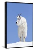 Washington, Alpine Lakes Wilderness, Mountain Goat, Billy Goat, Male-Jamie And Judy Wild-Framed Photographic Print