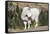 Washington, Alpine Lakes Wilderness, Mountain Goat, Billy Goat-Jamie And Judy Wild-Framed Stretched Canvas