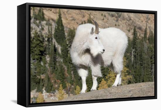 Washington, Alpine Lakes Wilderness, Mountain Goat, Billy Goat-Jamie And Judy Wild-Framed Stretched Canvas