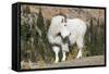 Washington, Alpine Lakes Wilderness, Mountain Goat, Billy Goat-Jamie And Judy Wild-Framed Stretched Canvas