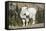 Washington, Alpine Lakes Wilderness, Mountain Goat, Billy Goat-Jamie And Judy Wild-Framed Stretched Canvas