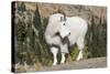 Washington, Alpine Lakes Wilderness, Mountain Goat, Billy Goat-Jamie And Judy Wild-Stretched Canvas