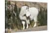 Washington, Alpine Lakes Wilderness, Mountain Goat, Billy Goat-Jamie And Judy Wild-Stretched Canvas