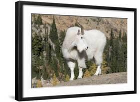 Washington, Alpine Lakes Wilderness, Mountain Goat, Billy Goat-Jamie And Judy Wild-Framed Photographic Print