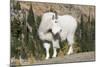 Washington, Alpine Lakes Wilderness, Mountain Goat, Billy Goat-Jamie And Judy Wild-Mounted Photographic Print