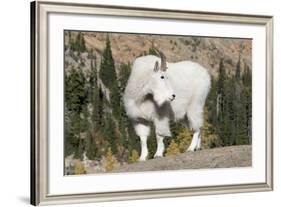 Washington, Alpine Lakes Wilderness, Mountain Goat, Billy Goat-Jamie And Judy Wild-Framed Photographic Print