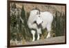 Washington, Alpine Lakes Wilderness, Mountain Goat, Billy Goat-Jamie And Judy Wild-Framed Photographic Print