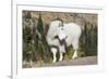 Washington, Alpine Lakes Wilderness, Mountain Goat, Billy Goat-Jamie And Judy Wild-Framed Photographic Print