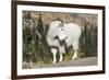 Washington, Alpine Lakes Wilderness, Mountain Goat, Billy Goat-Jamie And Judy Wild-Framed Photographic Print