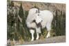 Washington, Alpine Lakes Wilderness, Mountain Goat, Billy Goat-Jamie And Judy Wild-Mounted Photographic Print