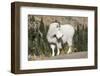 Washington, Alpine Lakes Wilderness, Mountain Goat, Billy Goat-Jamie And Judy Wild-Framed Photographic Print