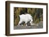 Washington, Alpine Lakes Wilderness, Mountain Goat, Nanny-Jamie And Judy Wild-Framed Premium Photographic Print