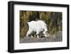 Washington, Alpine Lakes Wilderness, Mountain Goat, Nanny-Jamie And Judy Wild-Framed Premium Photographic Print