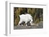 Washington, Alpine Lakes Wilderness, Mountain Goat, Nanny-Jamie And Judy Wild-Framed Premium Photographic Print