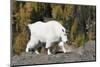 Washington, Alpine Lakes Wilderness, Mountain Goat, Nanny-Jamie And Judy Wild-Mounted Premium Photographic Print