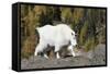 Washington, Alpine Lakes Wilderness, Mountain Goat, Nanny-Jamie And Judy Wild-Framed Stretched Canvas