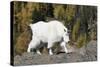 Washington, Alpine Lakes Wilderness, Mountain Goat, Nanny-Jamie And Judy Wild-Stretched Canvas