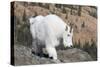 Washington, Alpine Lakes Wilderness, Mountain Goat, Nanny-Jamie And Judy Wild-Stretched Canvas