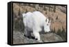 Washington, Alpine Lakes Wilderness, Mountain Goat, Nanny-Jamie And Judy Wild-Framed Stretched Canvas