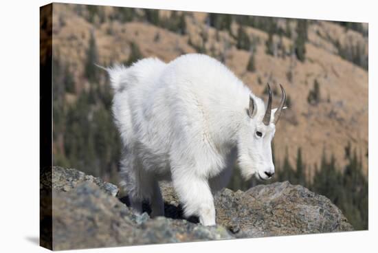 Washington, Alpine Lakes Wilderness, Mountain Goat, Nanny-Jamie And Judy Wild-Stretched Canvas