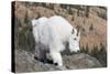 Washington, Alpine Lakes Wilderness, Mountain Goat, Nanny-Jamie And Judy Wild-Stretched Canvas