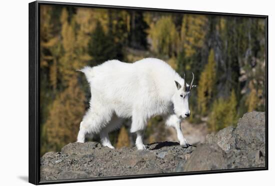 Washington, Alpine Lakes Wilderness, Mountain Goat, Nanny-Jamie And Judy Wild-Framed Photographic Print