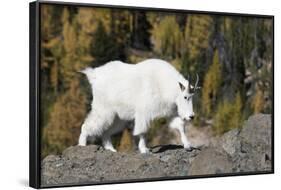 Washington, Alpine Lakes Wilderness, Mountain Goat, Nanny-Jamie And Judy Wild-Framed Photographic Print