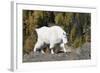 Washington, Alpine Lakes Wilderness, Mountain Goat, Nanny-Jamie And Judy Wild-Framed Photographic Print