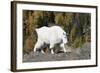 Washington, Alpine Lakes Wilderness, Mountain Goat, Nanny-Jamie And Judy Wild-Framed Photographic Print