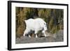 Washington, Alpine Lakes Wilderness, Mountain Goat, Nanny-Jamie And Judy Wild-Framed Photographic Print