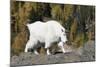 Washington, Alpine Lakes Wilderness, Mountain Goat, Nanny-Jamie And Judy Wild-Mounted Photographic Print