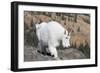 Washington, Alpine Lakes Wilderness, Mountain Goat, Nanny-Jamie And Judy Wild-Framed Photographic Print