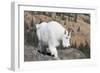 Washington, Alpine Lakes Wilderness, Mountain Goat, Nanny-Jamie And Judy Wild-Framed Photographic Print