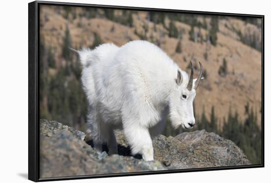 Washington, Alpine Lakes Wilderness, Mountain Goat, Nanny-Jamie And Judy Wild-Framed Photographic Print