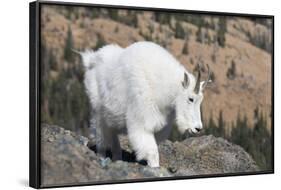 Washington, Alpine Lakes Wilderness, Mountain Goat, Nanny-Jamie And Judy Wild-Framed Photographic Print