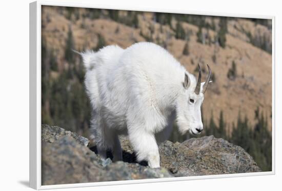 Washington, Alpine Lakes Wilderness, Mountain Goat, Nanny-Jamie And Judy Wild-Framed Photographic Print