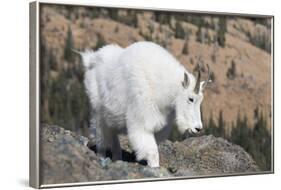 Washington, Alpine Lakes Wilderness, Mountain Goat, Nanny-Jamie And Judy Wild-Framed Photographic Print