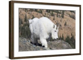 Washington, Alpine Lakes Wilderness, Mountain Goat, Nanny-Jamie And Judy Wild-Framed Photographic Print