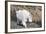 Washington, Alpine Lakes Wilderness, Mountain Goat, Nanny-Jamie And Judy Wild-Framed Photographic Print