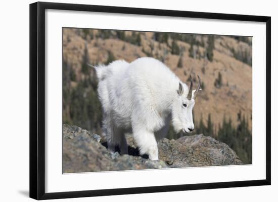 Washington, Alpine Lakes Wilderness, Mountain Goat, Nanny-Jamie And Judy Wild-Framed Photographic Print