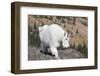 Washington, Alpine Lakes Wilderness, Mountain Goat, Nanny-Jamie And Judy Wild-Framed Photographic Print