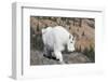 Washington, Alpine Lakes Wilderness, Mountain Goat, Nanny-Jamie And Judy Wild-Framed Photographic Print