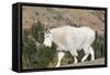 Washington, Alpine Lakes Wilderness, Mountain Goat-Jamie And Judy Wild-Framed Stretched Canvas