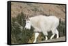 Washington, Alpine Lakes Wilderness, Mountain Goat-Jamie And Judy Wild-Framed Stretched Canvas